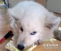 狗狗吃不惯狗粮怎么办？