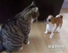 让猫咪和狗狗相处的办法