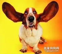怎么给狗狗清理耳朵？