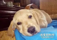 狗狗犬瘟热会不会传染给人？