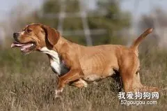 怎么给狗狗增肥？