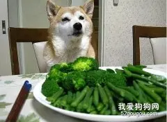 狗狗可以吃哪些蔬菜？