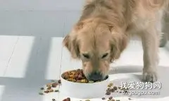 如何调整狗狗的食量？