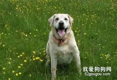 照顾老年狗狗注意事项