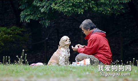 养狗狗误区