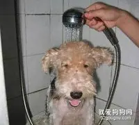 狗狗洗澡不吹干的危害