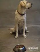 狗狗挑食的毛病如何改掉？