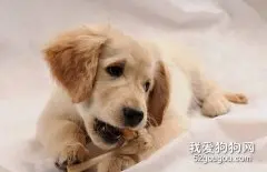 狗狗什么时候开始长牙？