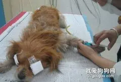 狗狗体重决定疫苗用药量