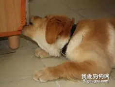 狗狗总是在家里搞破坏怎么办?