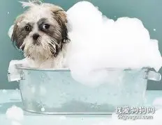 在家给狗狗洗澡注意事项