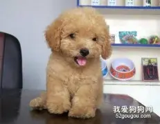 小型犬的智商排名