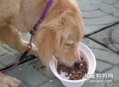 造成狗狗食欲不振的三个原因