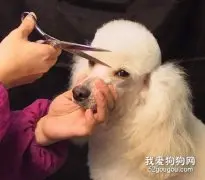 给狗狗定期美容的重要性