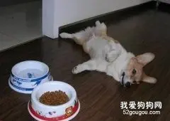 哪些食物适合狗狗吃？