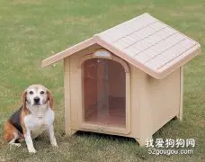 室外养狗狗要注意什么？