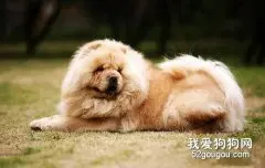 老年犬也应该注意美容护理！