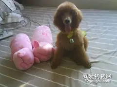 解读贵宾犬的别离不安症