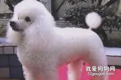 贵宾犬的毛发该如何护理？