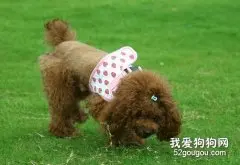 贵宾犬被毛经常出现的问题