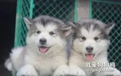 阿拉斯加雪橇犬幼犬容易生病的原因