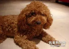 防止贵宾犬得上肾结石