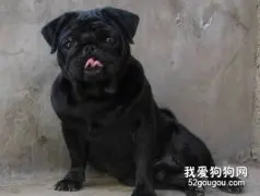 八哥犬爱舔墙怎么办？