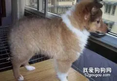 喜乐蒂犬患螨虫病症状表现