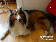 轻松简单治好喜乐蒂牧羊犬感冒