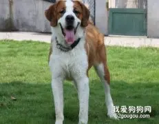 圣伯纳犬的舌头颜色说明健康程度