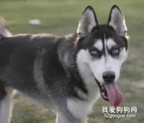 哈士奇可以吃鸡蛋吗？