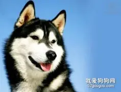 哈士奇多大算成犬？