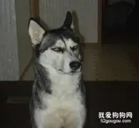 哈士奇能吃生肉吗？