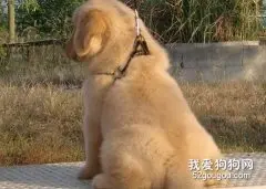 金毛幼犬喂什么？