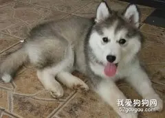 怎样给哈士奇洗澡？