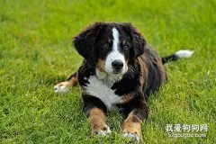 养伯恩山犬的两个注意事项