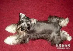 喂养迷你雪纳瑞的3个禁忌