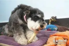 给迷你雪纳瑞吃骨头的注意事项