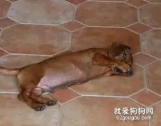 腊肠犬脱毛症的症状及治疗方法