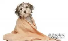 给小型狗狗洗澡的六个步骤