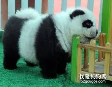 动手给松狮宝宝做个美容