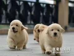最正确的金毛犬饲养方法