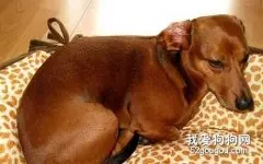 腊肠犬病后恢复期的护理工作