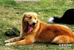 金毛犬怎么养？