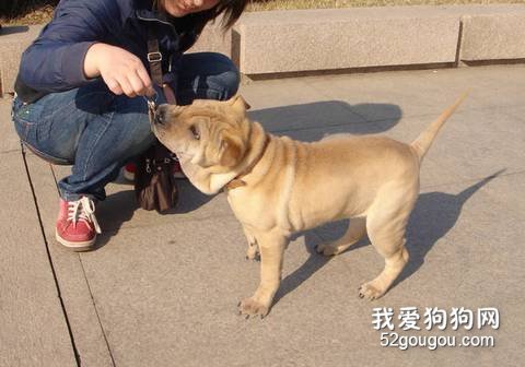 训练沙皮犬跟随