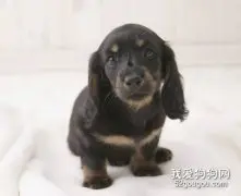 腊肠犬维生素缺乏会怎么样？