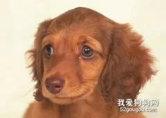 给幼犬美容的两个注意事项