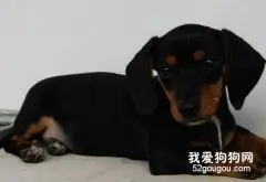 破解腊肠犬厌食的原因