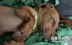 怎么识别您的腊肠犬是否感冒？