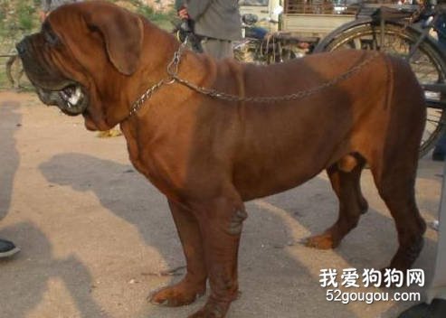 驯服沙皮犬